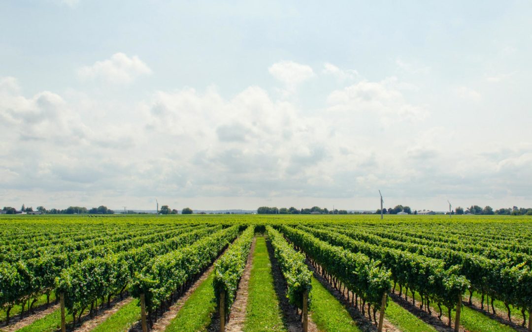 LE VIGNERON DU VAL DE LOIRE