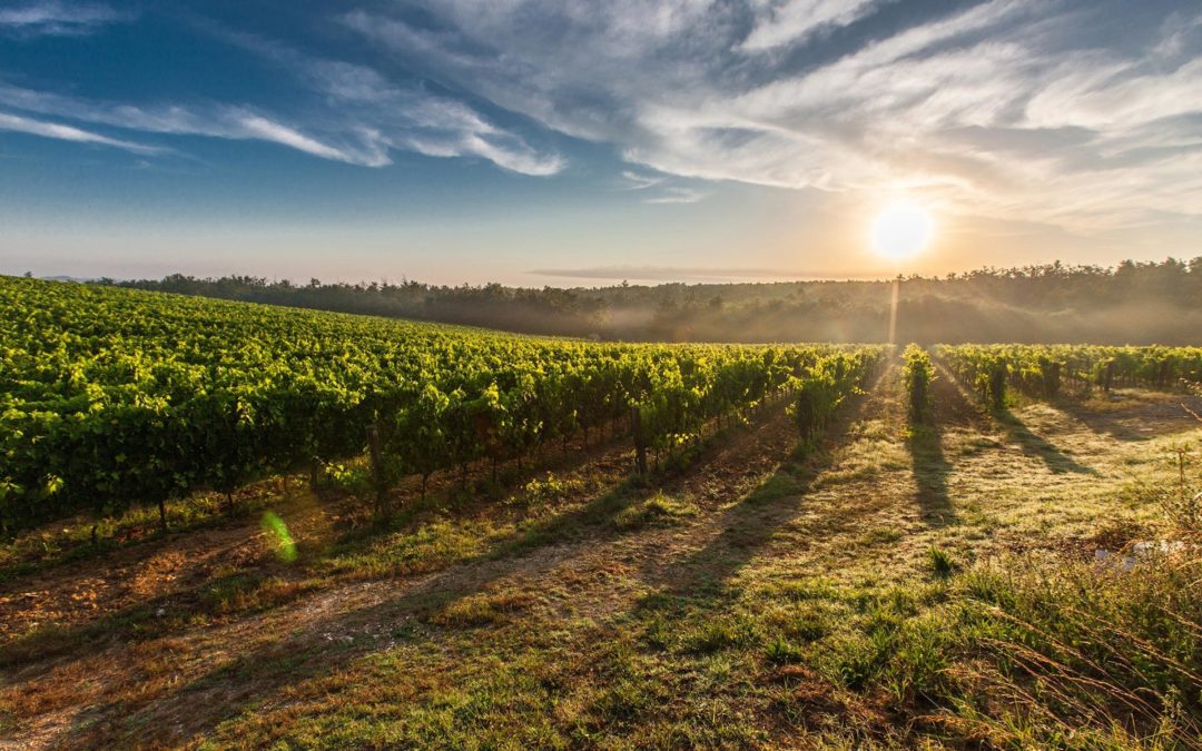 LA VOIX DU SANCERROIS